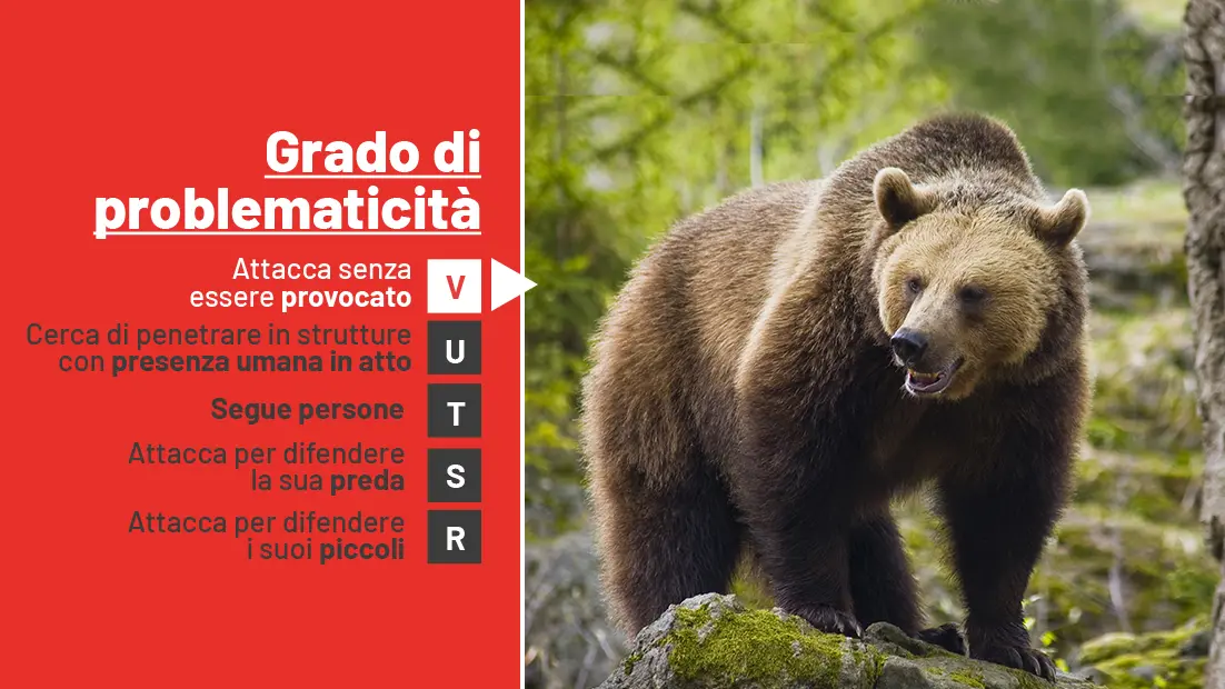 Orsa JJ4, l'Ispra: “Cosa c'è scritto nel nostro parere al Tar”. Non solo  abbattimento: cosa può accadere