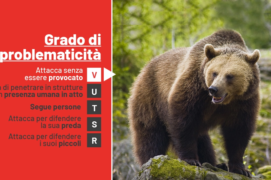 Orso bruno, la scala del pericolo