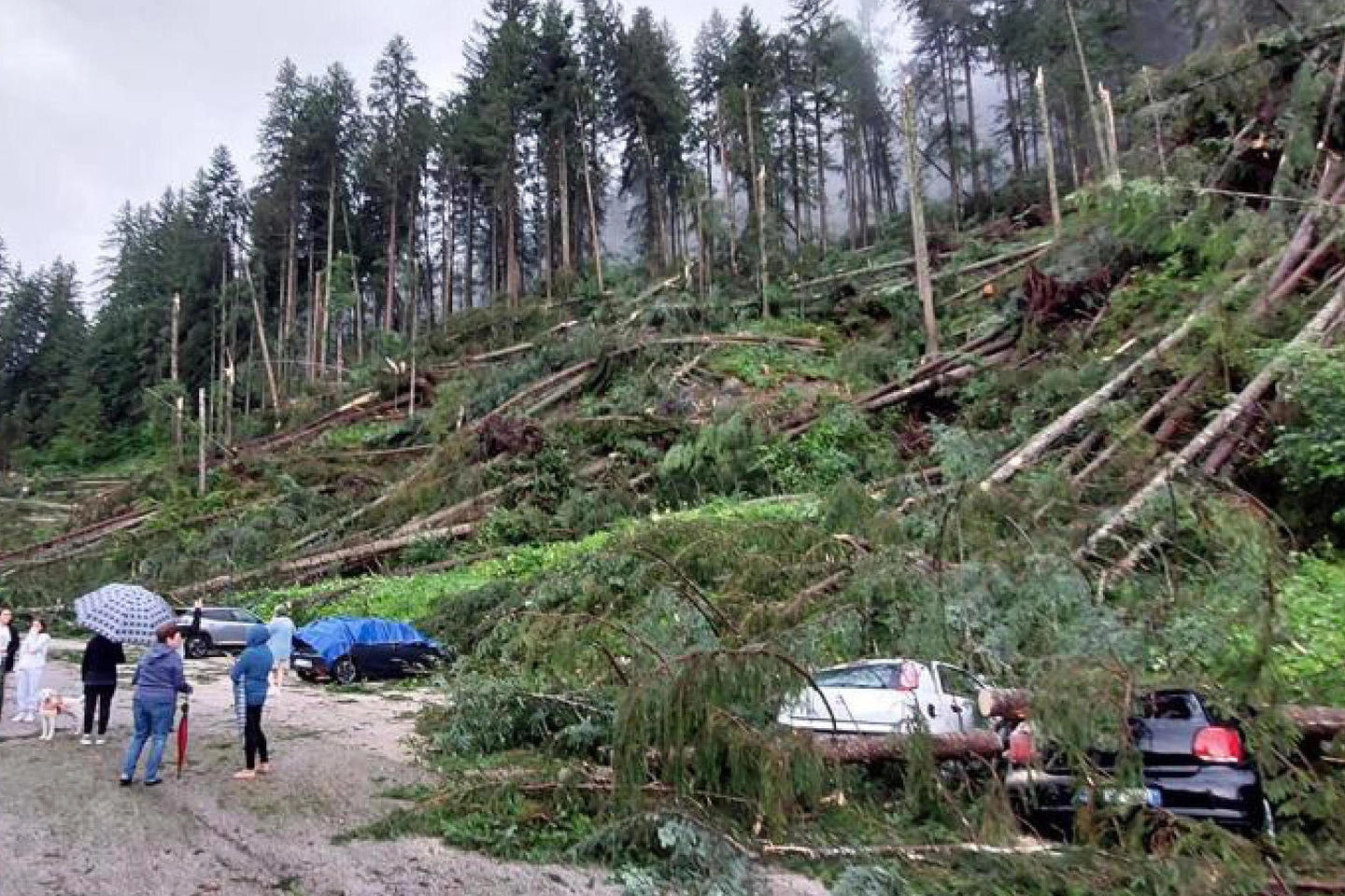 Centinaia di alberi abbattuti dalla tempesta che ha colpito il Cadore martedì 18 luglio