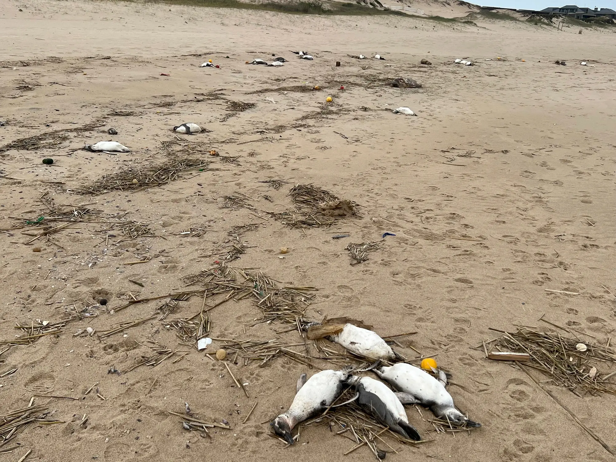 Sulle spiagge dell’Uruguay migliaia di pinguini morti. Mistero sulle cause: “Non è influenza aviaria”