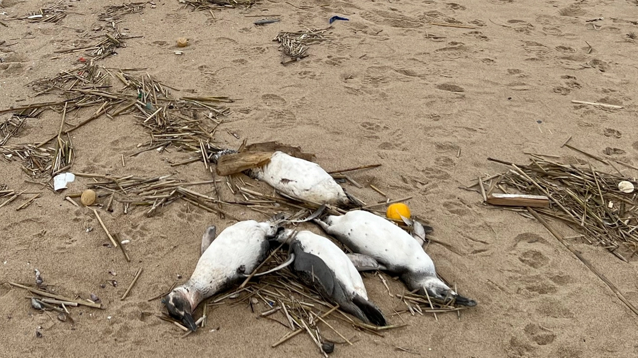 Alcuni esemplari di pinguini di Magellano morti su una spiaggia dell'Uruguay