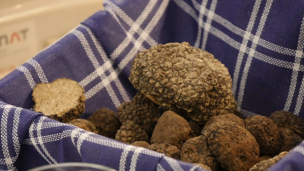 Marche, a Camerino una due giorni dedicata al tartufo