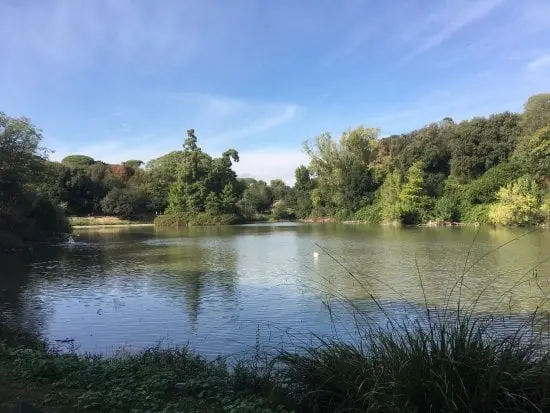 Aviaria a Roma, scoppia un focolaio nel laghetto di Villa Pamphili: morto un cigno