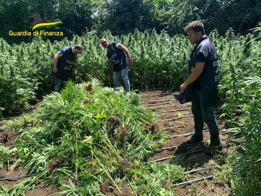 Droga e armi da guerra nascoste in un bosco nel Napoletano: 1.200 piante di cannabis