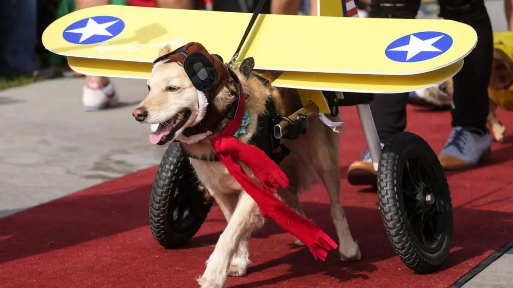 Halloween, la sfilata dei cani in maschera