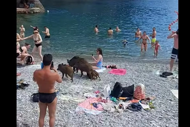 Cinghiali sulla spiaggia di San Fruttuoso: un frame del video