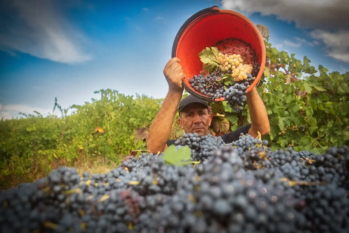 Cantina di Carpi e Sorbara, la forza della cooperazione emiliana