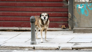 Cani, qual è la distinzione tra randagi e vaganti? Dove si concentrano e quanti sono