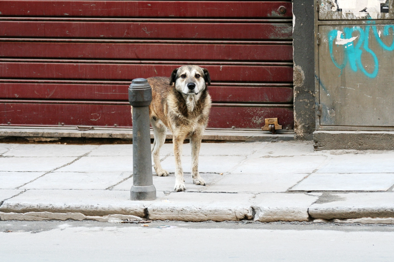 Cani randagi e vaganti, un problema soprattutto al Sud