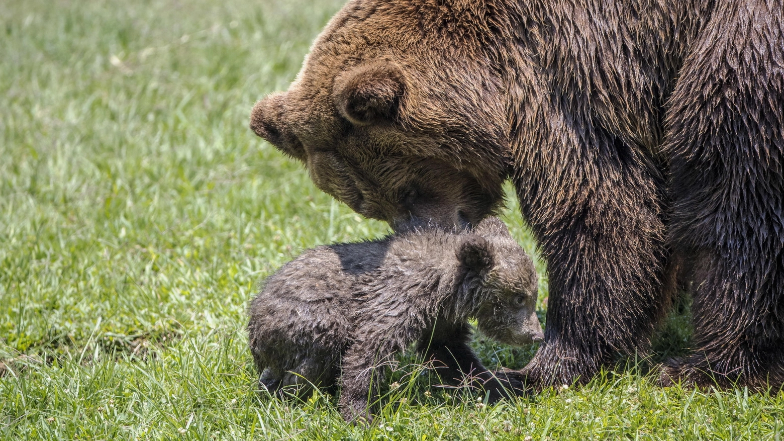 Un'orsa con il suo cucciolo