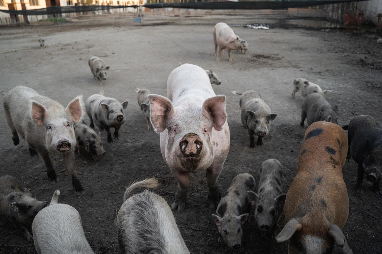 Gli animali della Sfattoria degli Ultimi