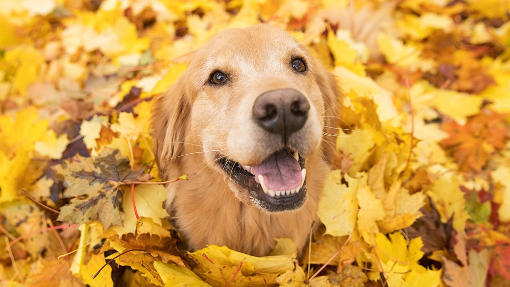 Come si fa a non amare i Golden retriever? In Italia è la razza più popolare