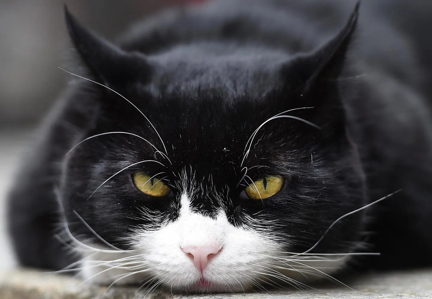 Giornata mondiale del gatto, il web festeggia così. La 'guerra' tra Palmerston e Larry