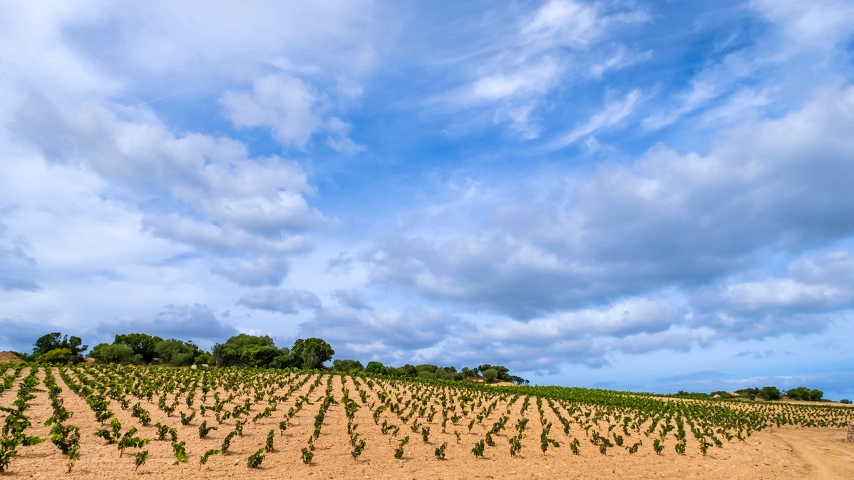 Vermentino, Cannonau e Malvasia secca: la Sardegna nel bicchiere