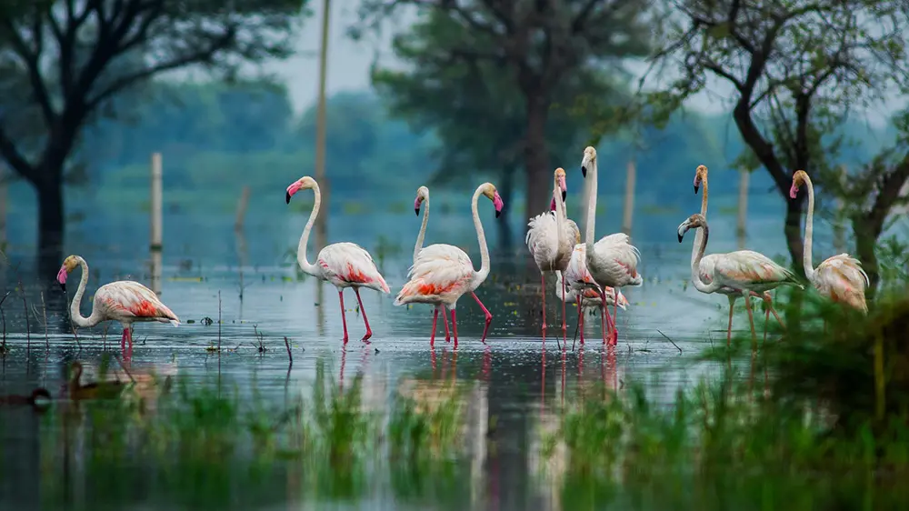 Le aree protette spesso non servono a proteggere gli animali