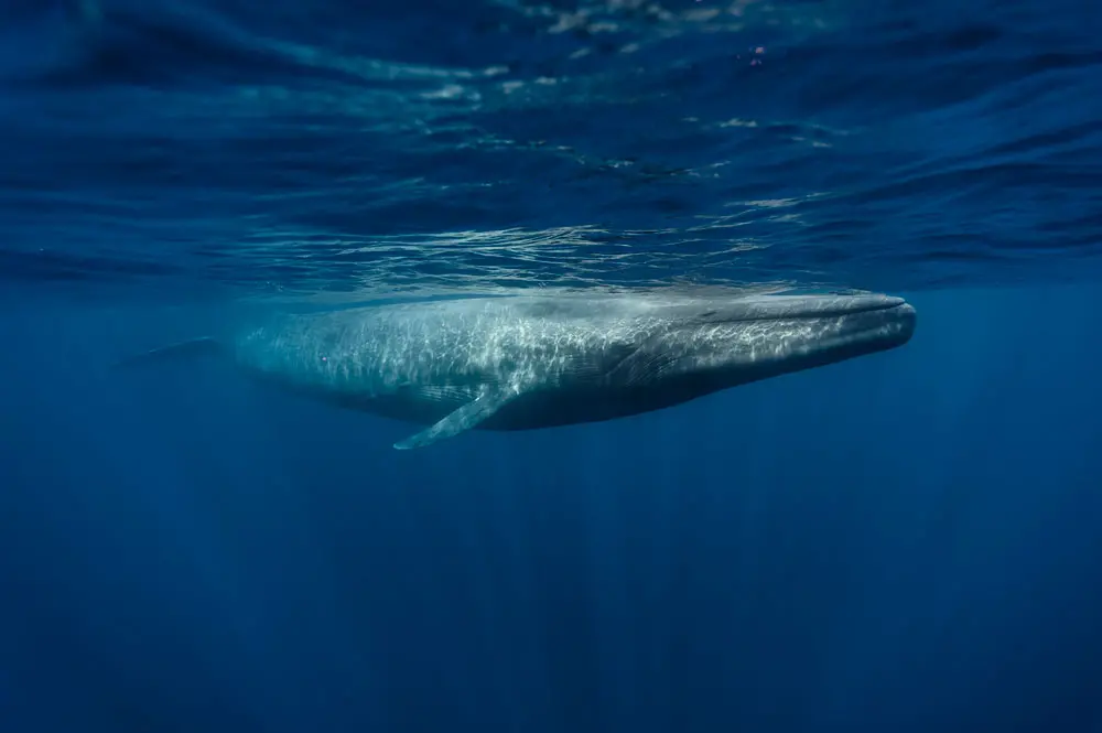 Le balenottere azzurre mangiano milioni di microplastiche ogni giorno