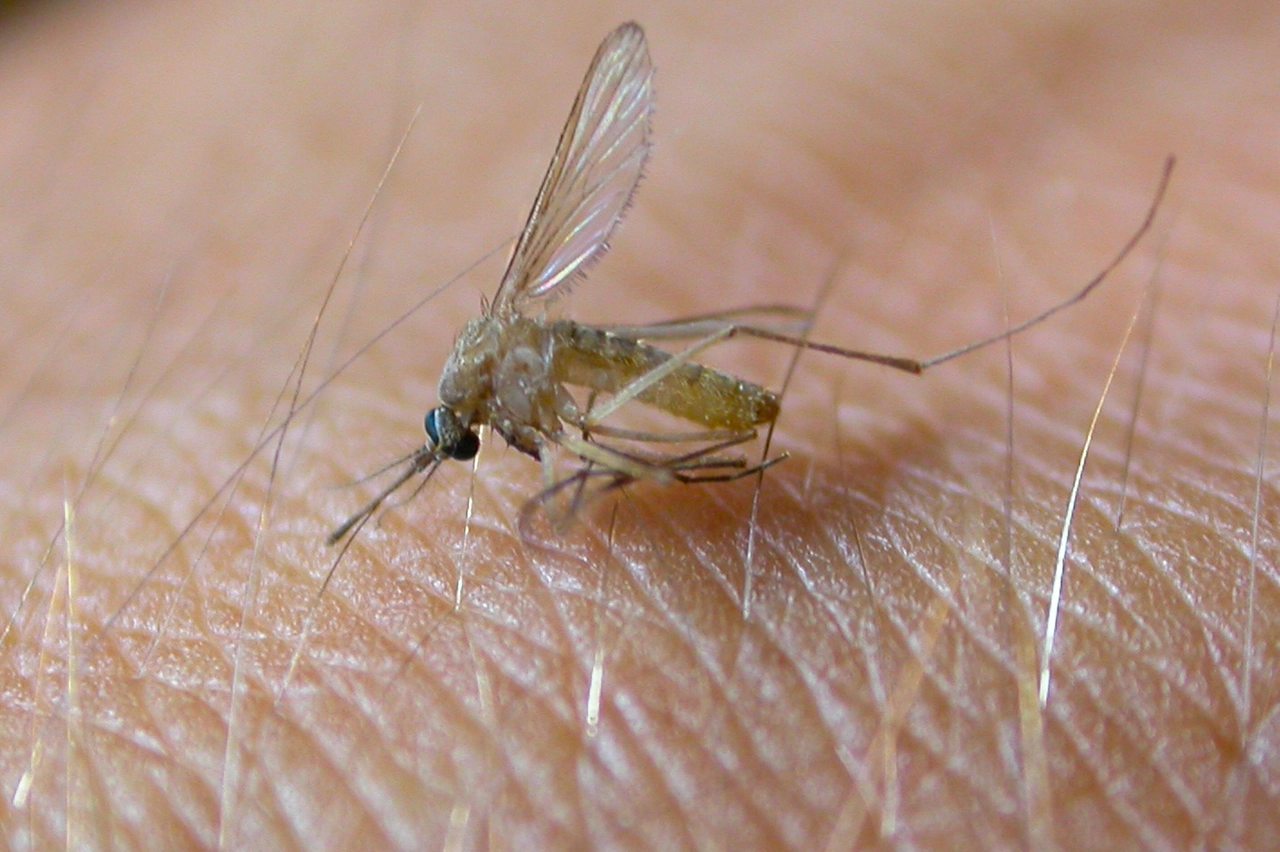 Virus West Nile: quarta vittima quest'anno