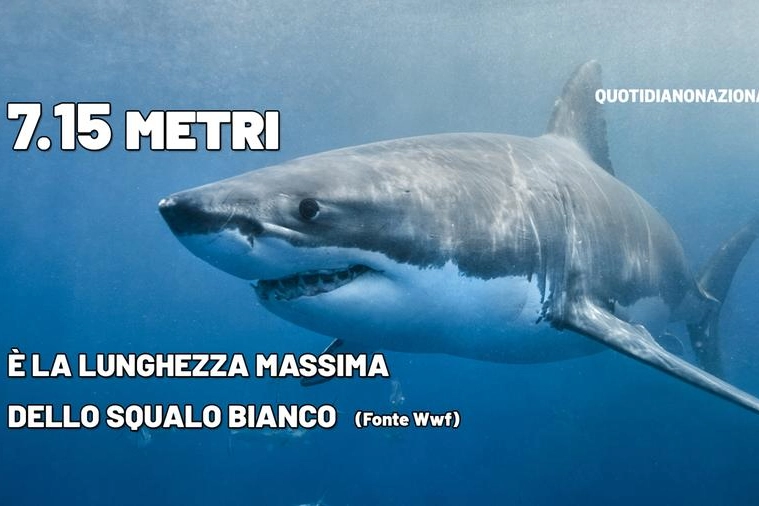 Squalo bianco gigante, cosa succede negli oceani