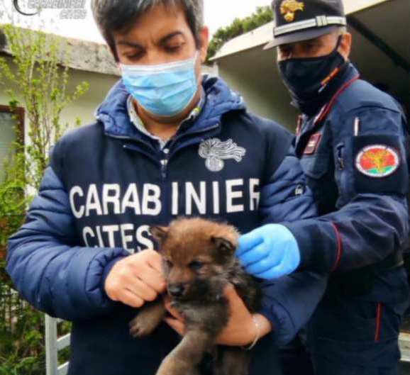 Lupi Venduti Come Cani, L’allarme: Sono Pericolosi