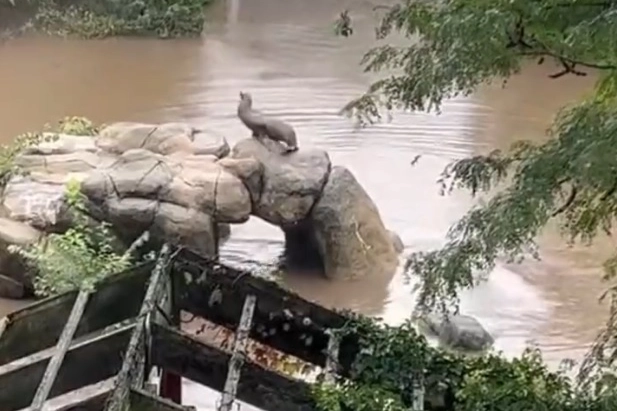 Leone marino fuori dalla sua recinzione nello zoo di Central Park (Twitter @rawsalert)