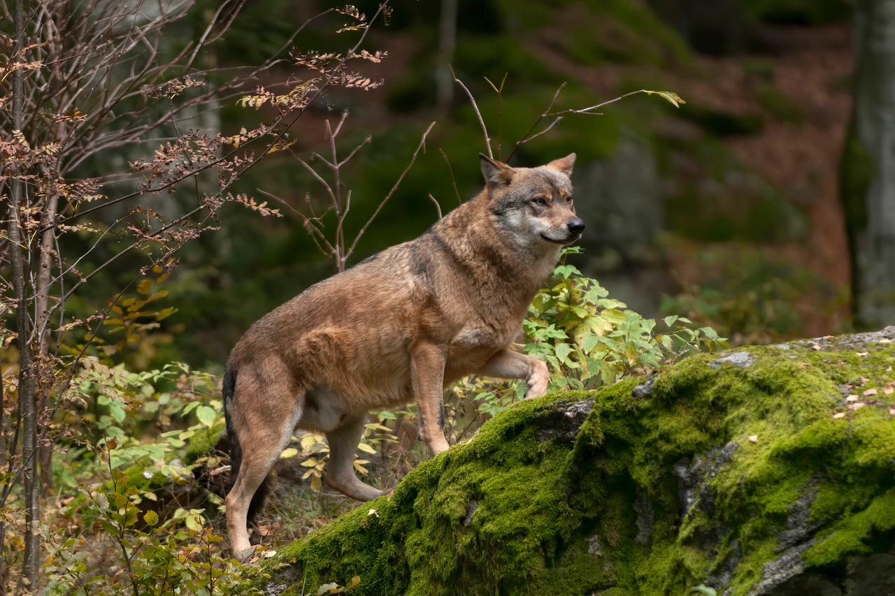 Lupi che sbranano cani: cosa sta succedendo