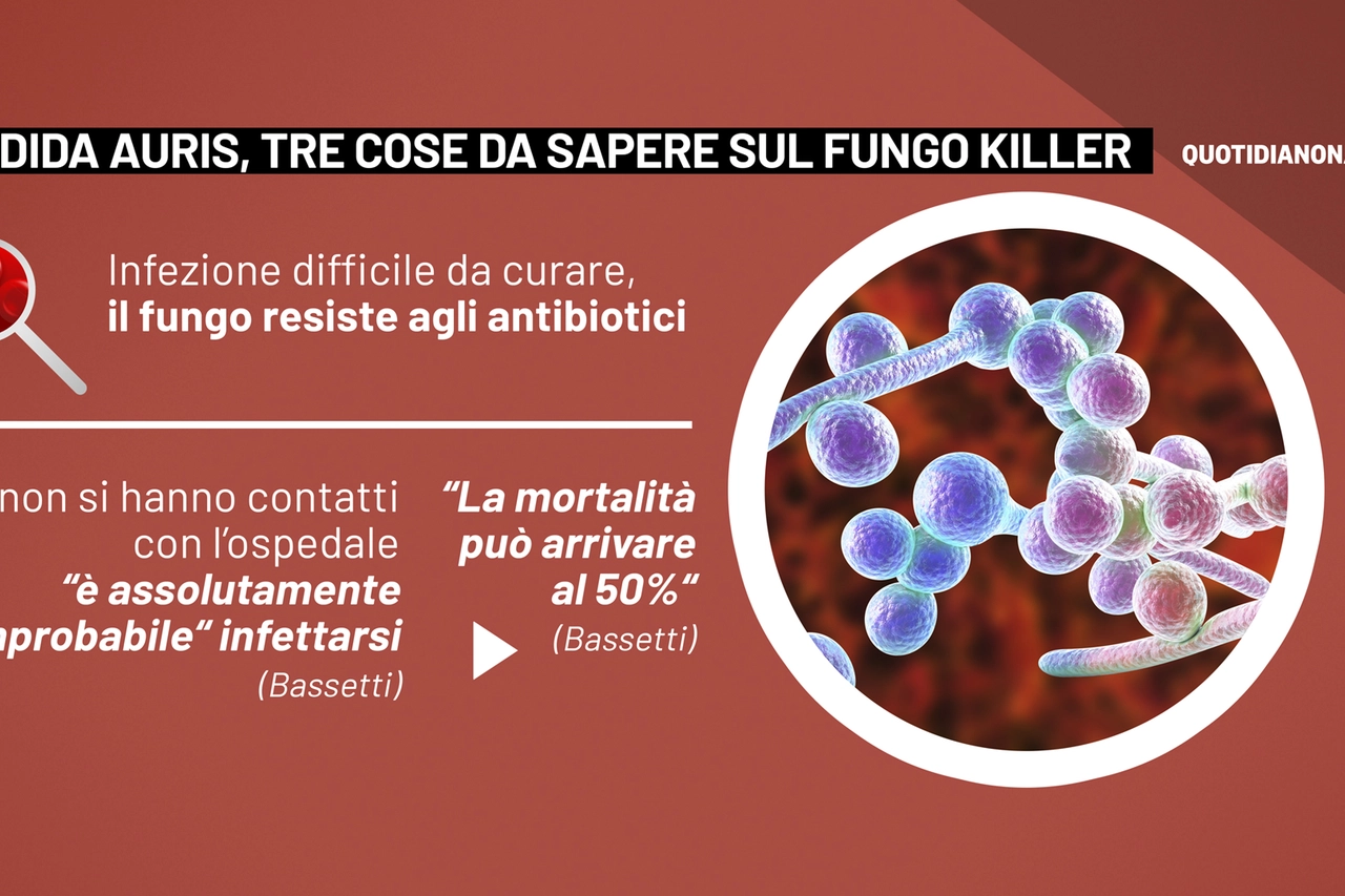 Candida auris, 3 cose da sapere