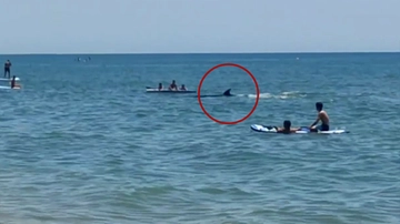 Orca in Andalusia, nuota tra i bambini a pochi metri dalla spiaggia: il video. Gli ultimi avvistamenti in Italia