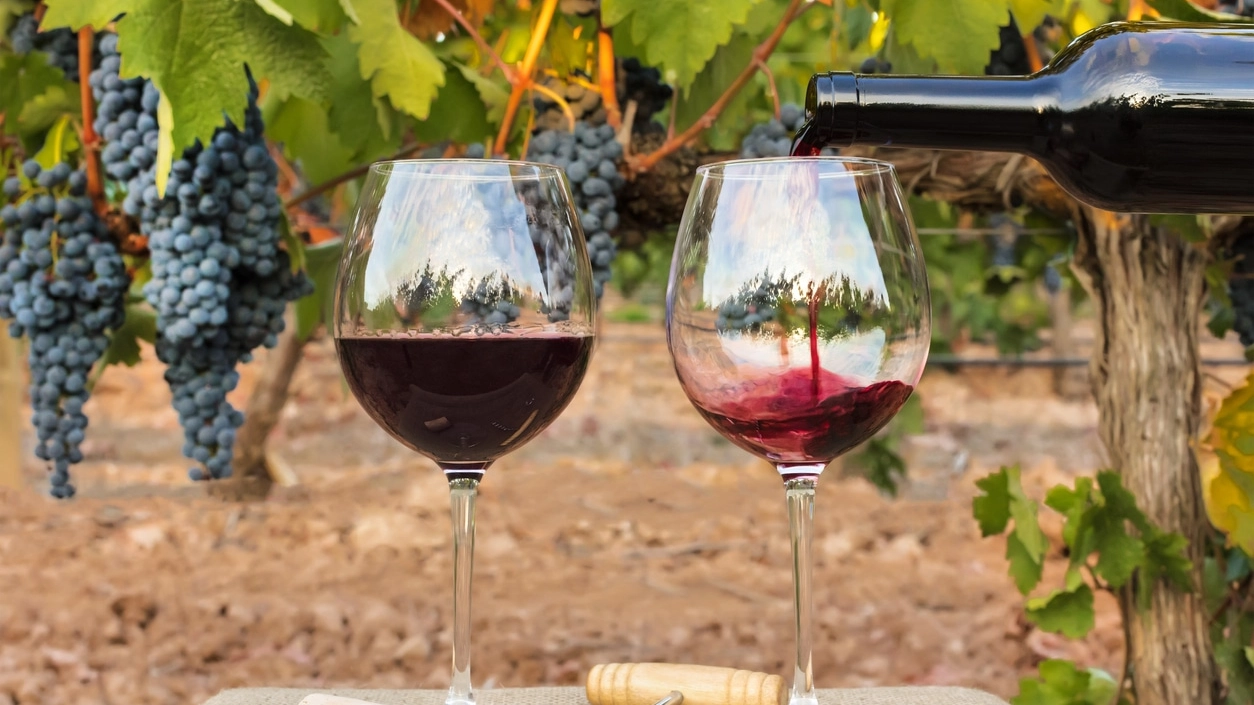 Red wine poured into glasses at vineyard on harvest