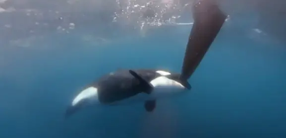 Lontra marina ruba le tavole da surf in California. Perché lo fa