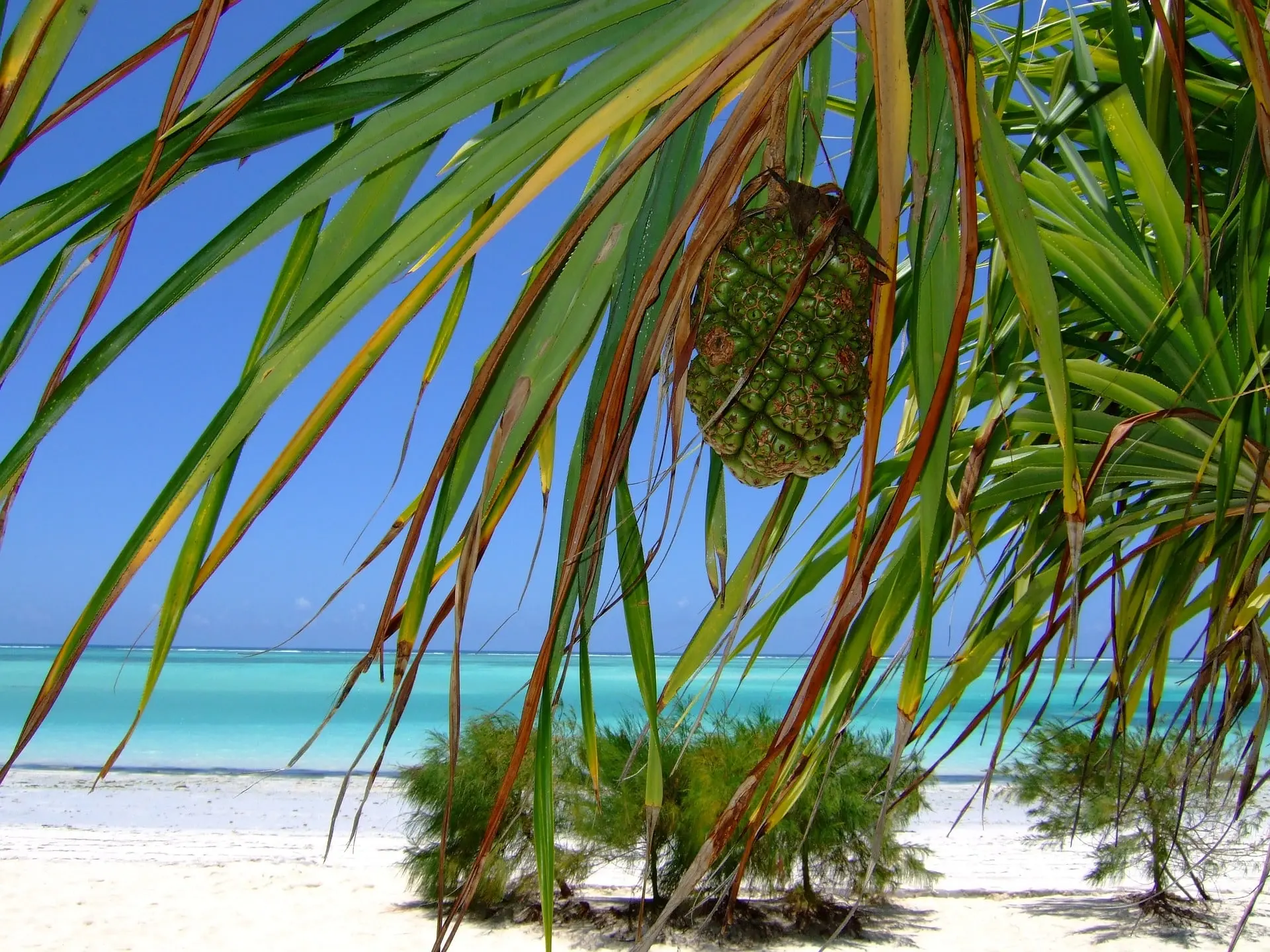 Viaggi di fine anno, le mete preferite: tra le spiagge di Capo Verde e Zanzibar spunta l'Oman