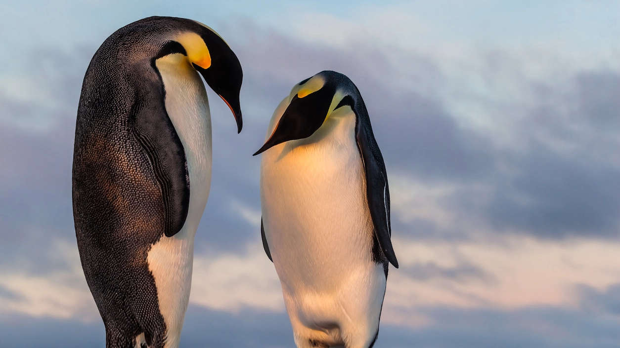 Due esemplari di pinguino imperatore (Foto: Mario_Hoppmann/iStock)