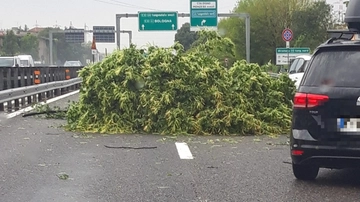 Nubifragio tra Milano e Monza, alberi si abbattono sulla Tangenziale Est