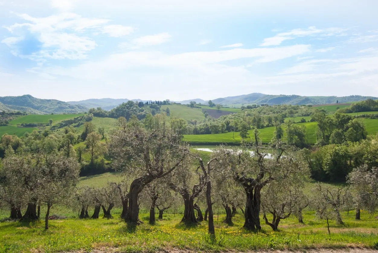 Strada dell'olio in Umbria: 5 itinerari tra borghi e frantoi