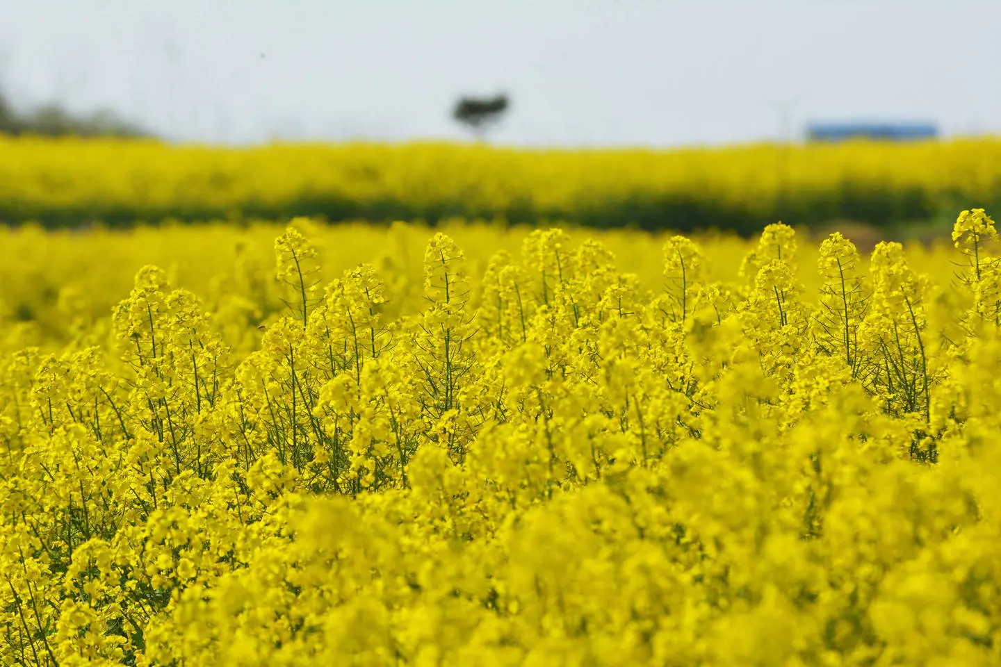 Equinozio di primavera: significato, leggende e tradizioni