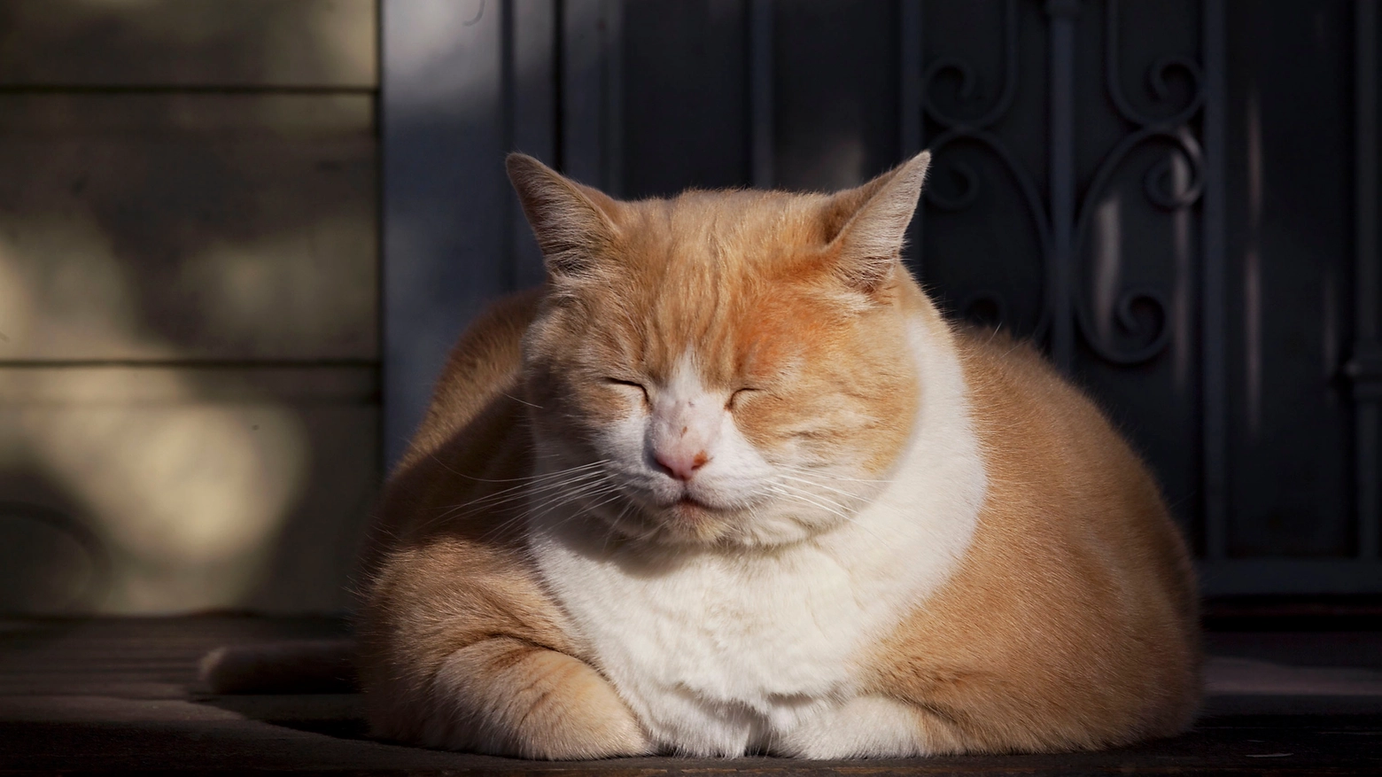 Gatto ciccione in una foto AP