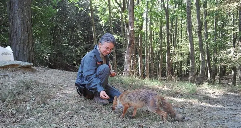 Sedici cani avvelenati in un anno