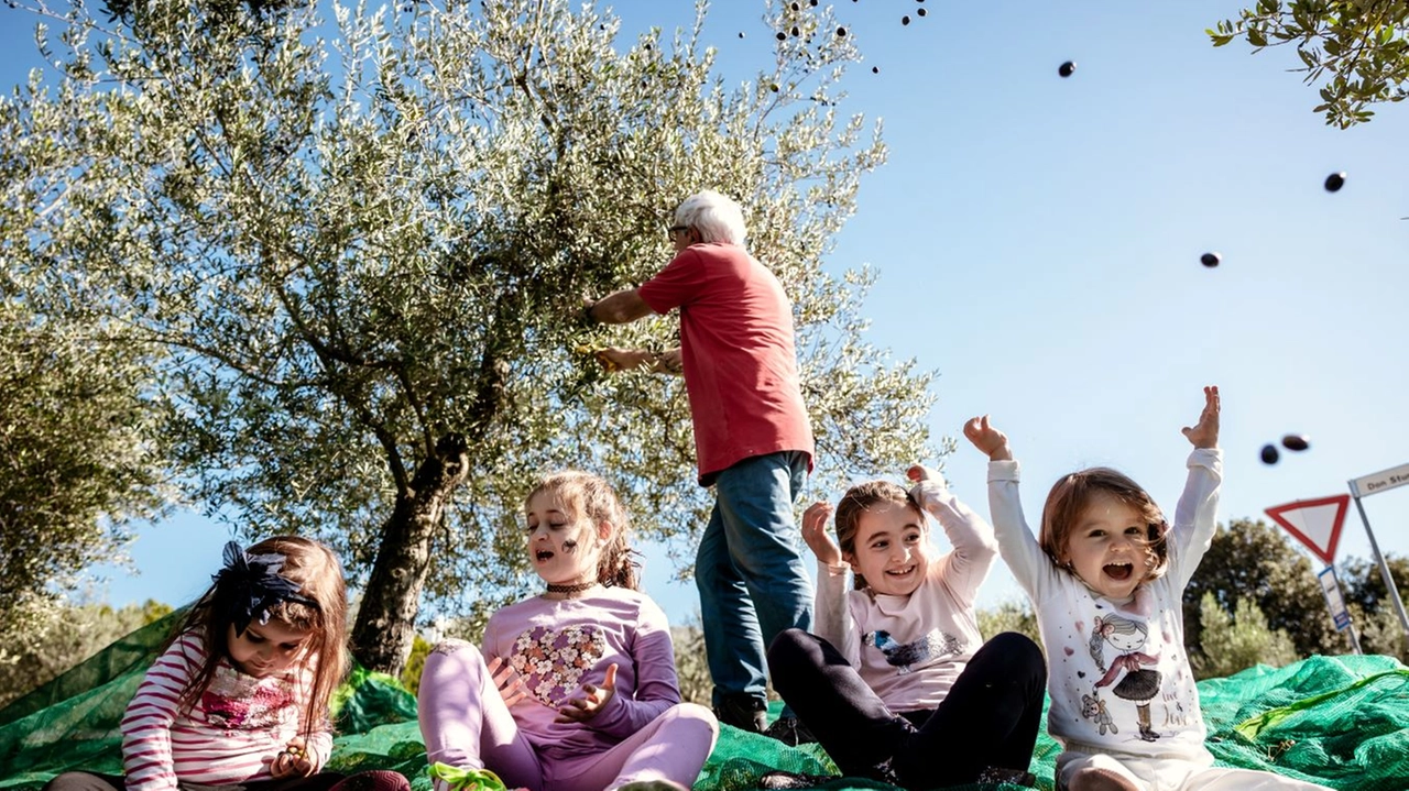 Frantoi Aperti in Umbria 2023, torna l’evento simbolo dell'oleoturismo in Italia