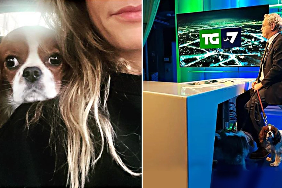 Mentana in studio con i cagnolini Nina e Bici, amatissimi anche da Francesca Fagnani