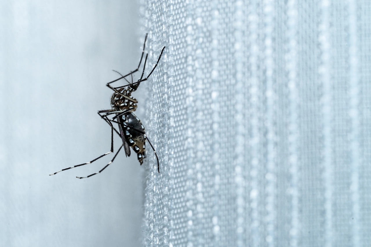 La temibile zanzara Aedes Aegypti