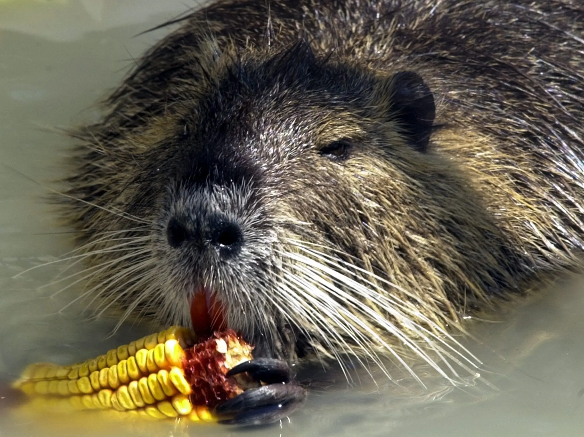 Stati Uniti: Lontra marina aggredisce gruppo di surfisti in California