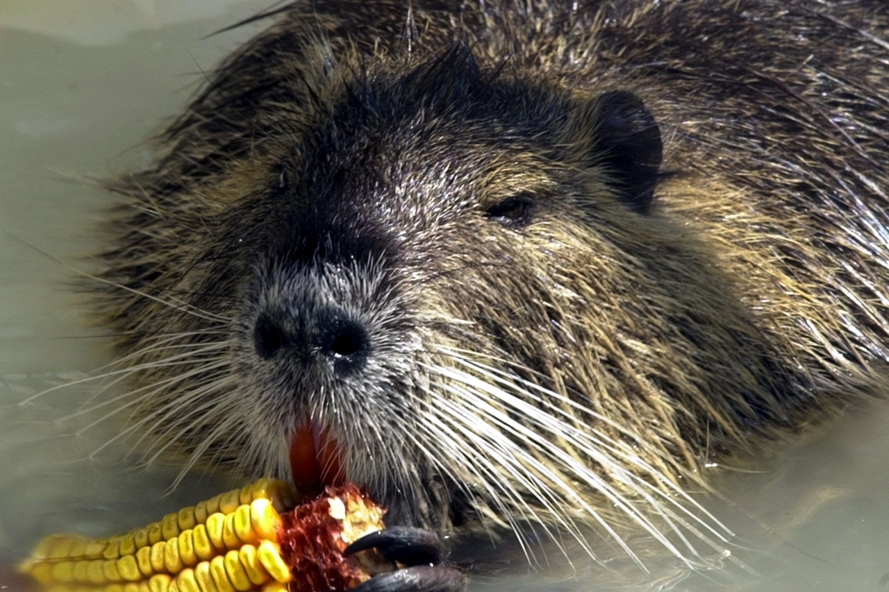 Una lontra fa colazione (repertorio)