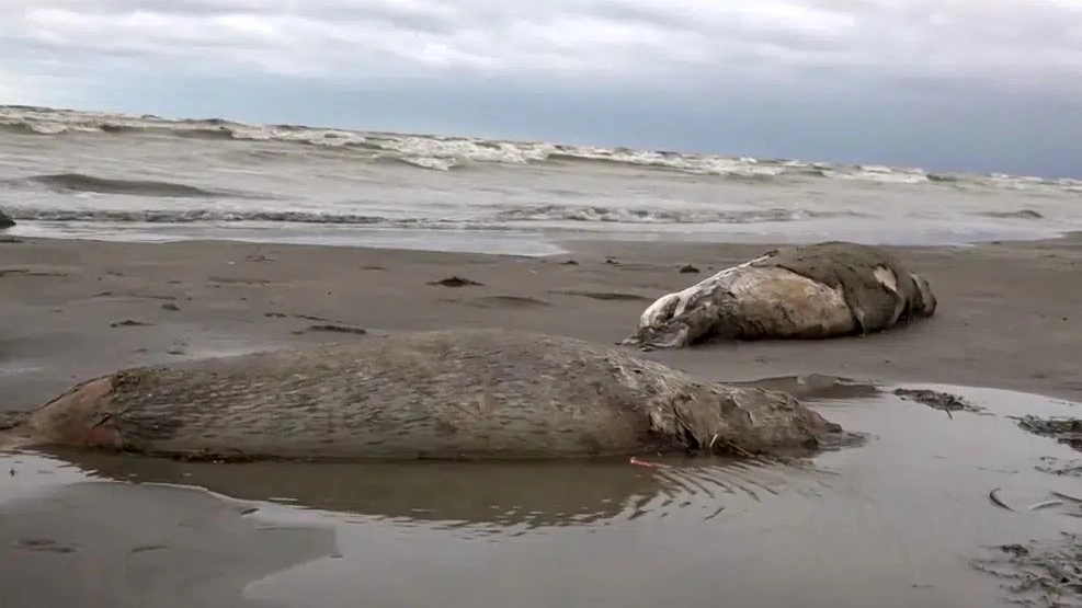 Strage di foche lungo le coste del Dagestan 