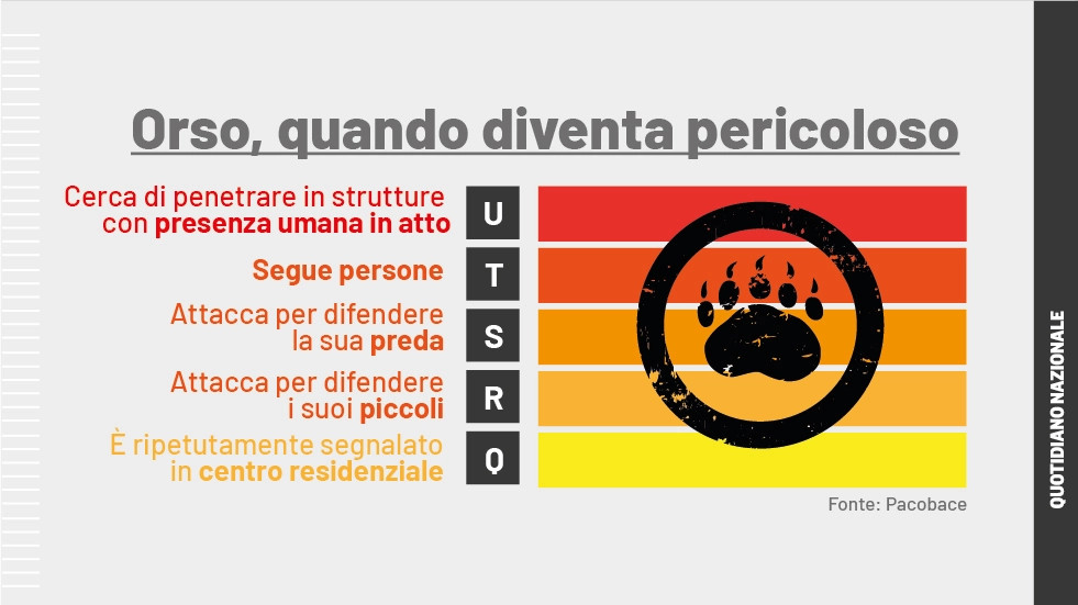 Piano d'Azione interregionale per la conservazione dell'Orso bruno sulle Alpi centro-orientali (Pacobace)