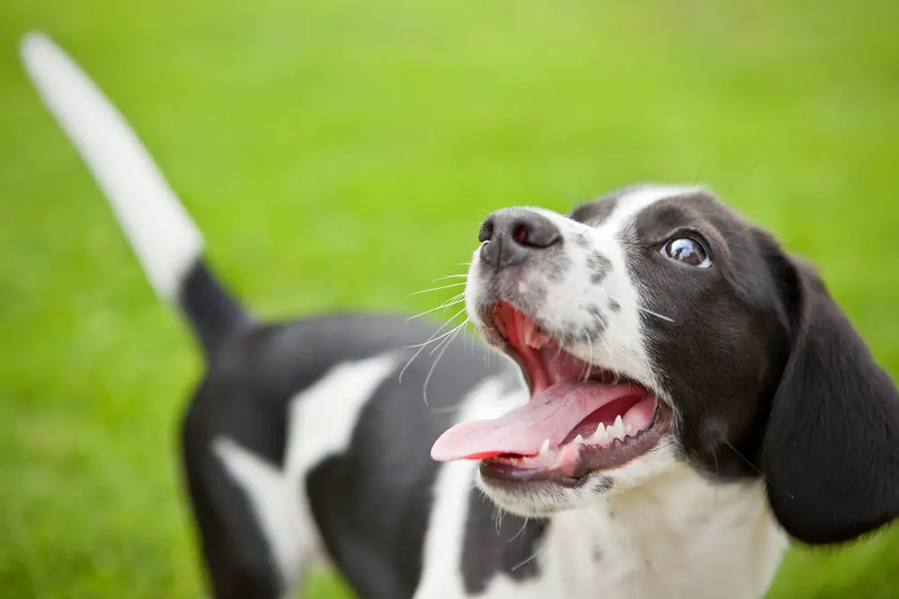 Come il Viagra può salvare la vita ai cani