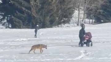 Lupi e orsi in Trentino, ecco gli errori da evitare. “Dai selfie al cibo: i comportamenti pericolosi”