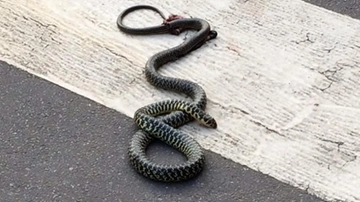 Roma, paura all’ospedale San Camillo: un serpente trovato in una stanza di degenza