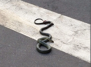 Roma, paura all’ospedale San Camillo: un serpente trovato in una stanza di degenza