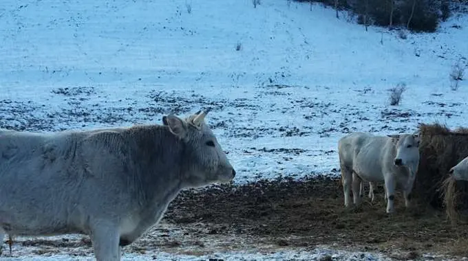 Sisma, ritrovati 12 allevatori Arquata