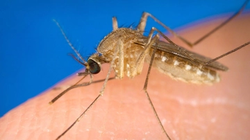 Zanzare e West Nile 2023, l’esperto: “A Parma primo caso in Europa”. Come è stato scoperto e 5 cose da sapere