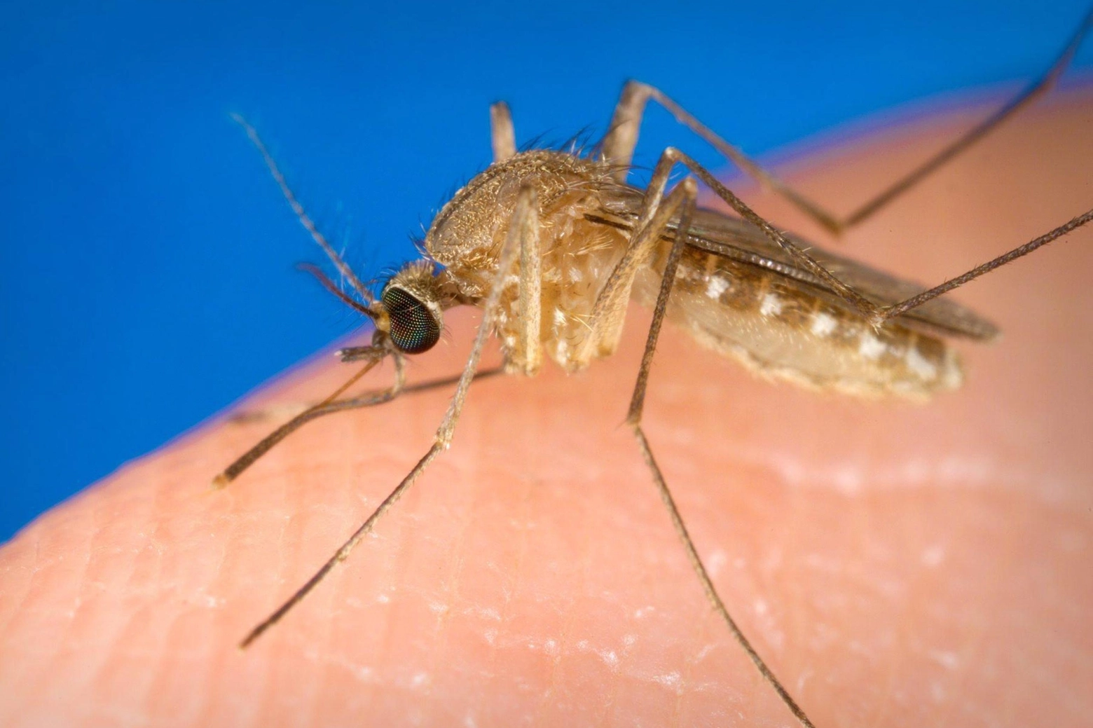 Zanzare e virus West Nile: cosa sapere